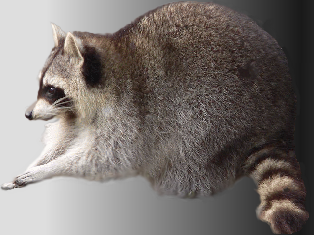 [Mapache.png]