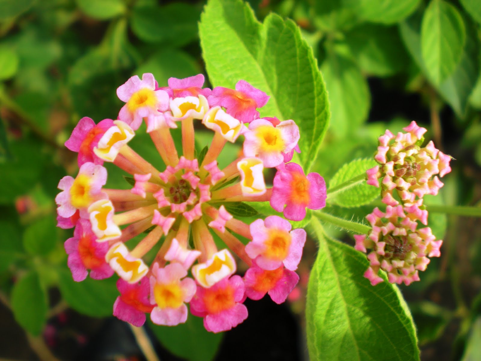 Hati Berdetik dan Berbisik: Bunga Tahi Ayam