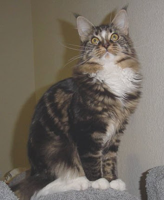 Maine Coon