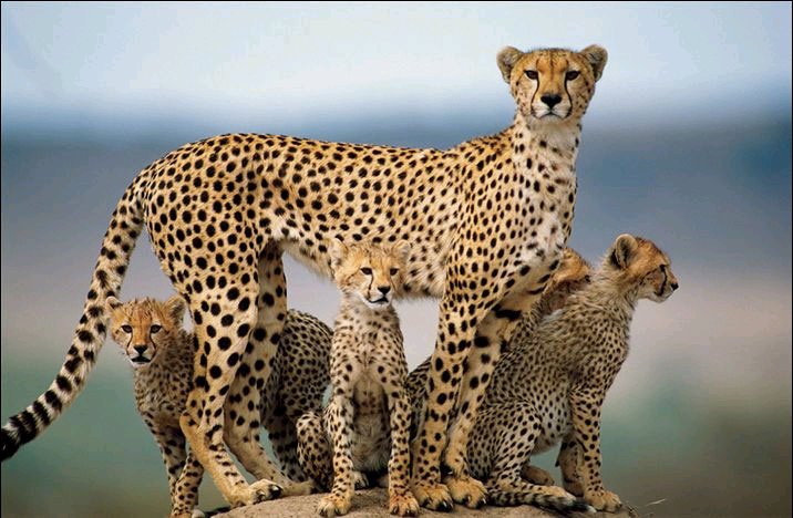 [leopard+family.bmp]