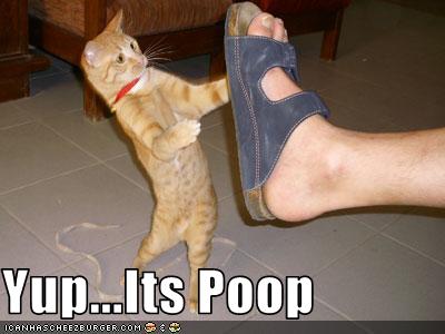 What Makes A Cats Poop Black What Makes A Cats Poop Black