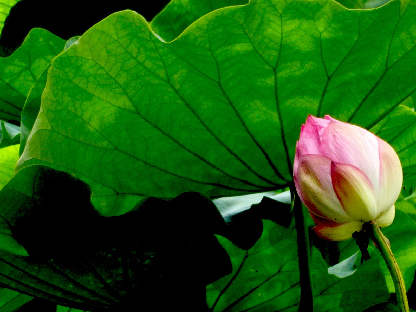 [fleur+de+lotus2.jpg]