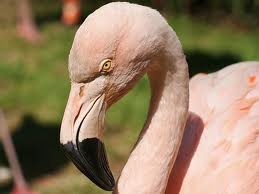 Mingo