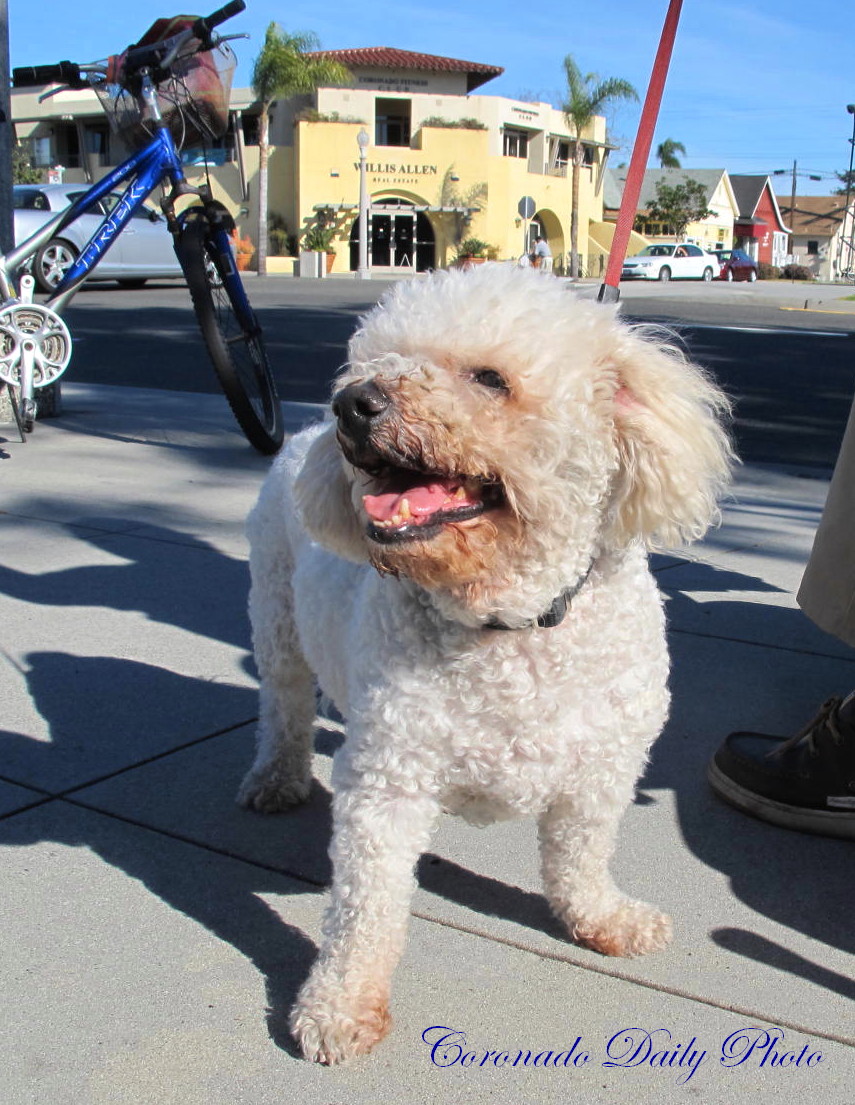 Coronado Daily Photo Meet Cotton The Dog