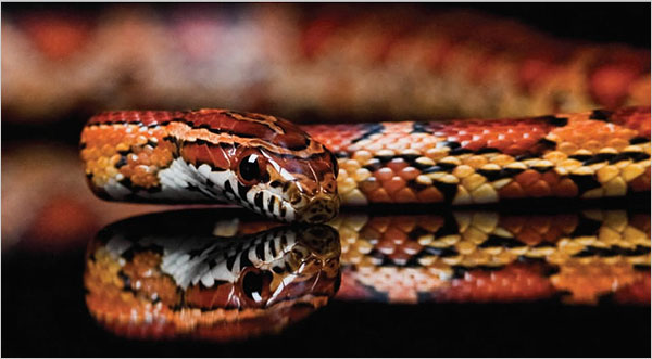 [snake.jpg]