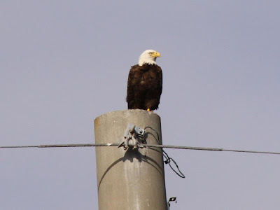 American bald eagle American bald eagle