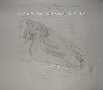 Horse Skull