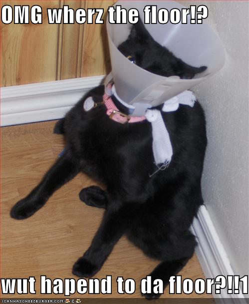 funny-cat-pictures-panicked-black-cat-head-cone-floor.jpg