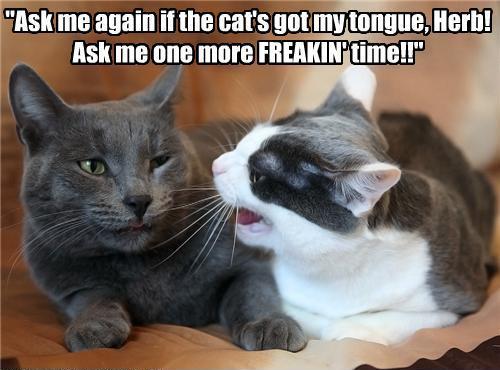 Silly Cat Pictures: funny cats