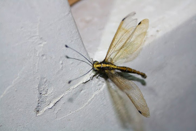 After spending their larval stages as pit hunters, the ant-lions metamorphose into a damselfly-like adult that some know as the Doodlebug (the long antennae are telltale). Arun Menon shot this adult in Bangalore