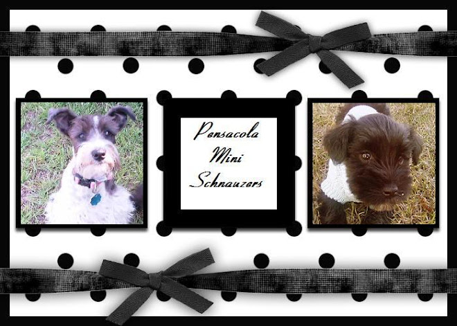 Pensacola schnauzers