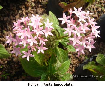 [penta_lanceolata.jpg]