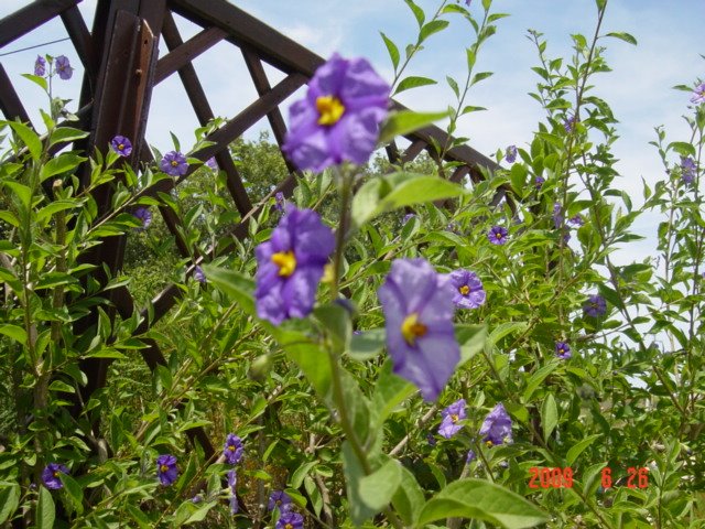 [DSC07939.JPG]