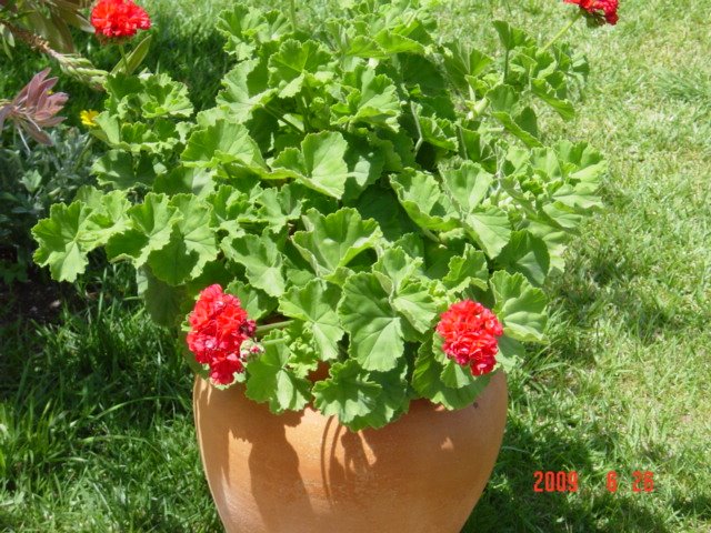 [DSC07934.JPG]