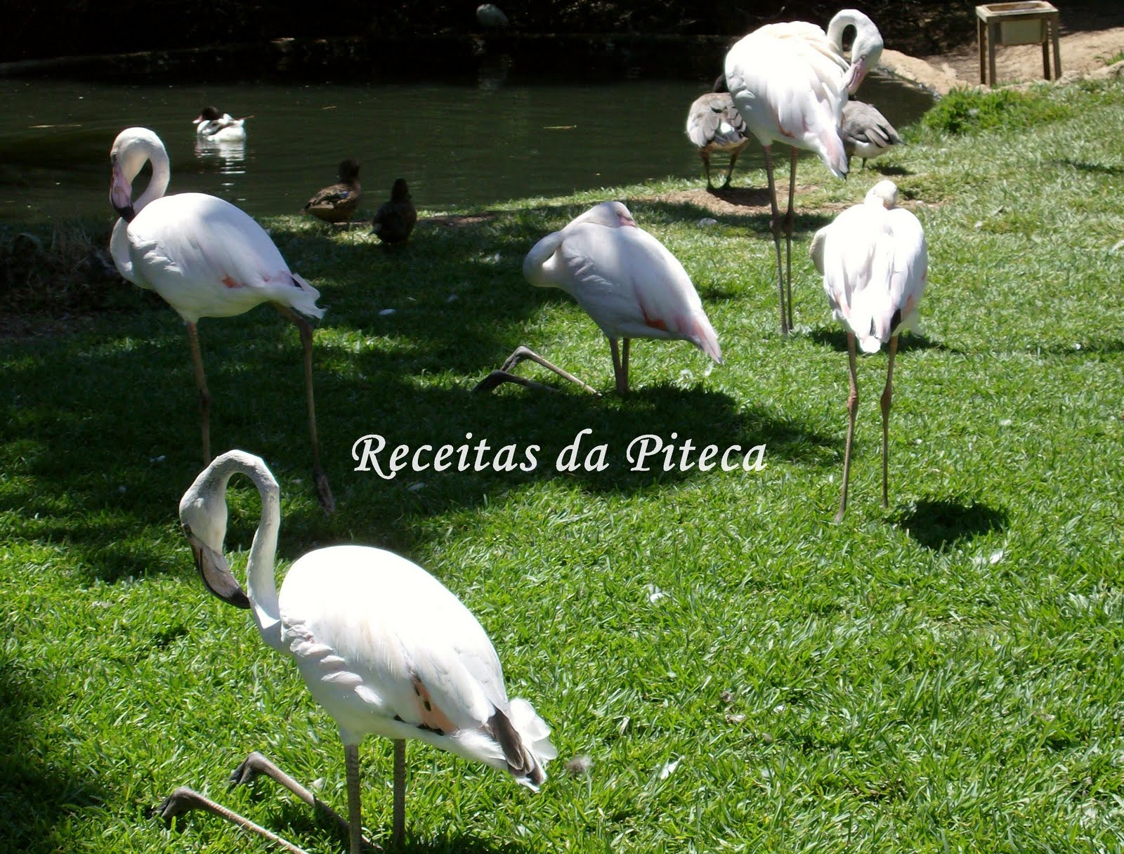 [Flamingos.jpg]