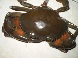 Kepiting+bakau