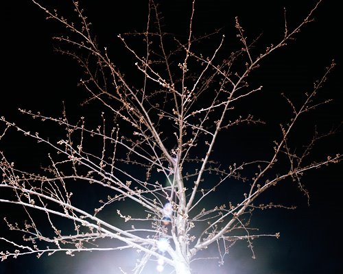 [jesperulvelius-tree.jpg]