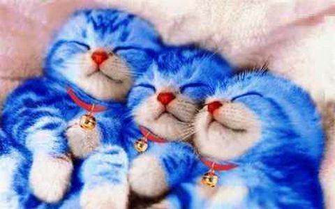 Foto-Foto Kucing Lucu - Ristizona