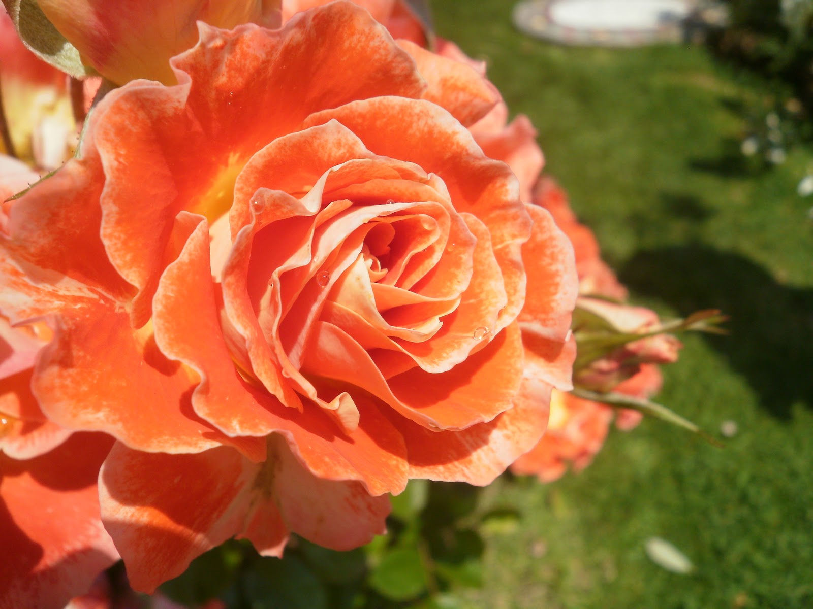 Grimaldi Rose