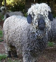 the first mod? angora goat
