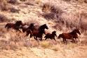 Wild horses