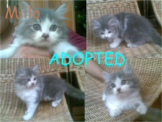 millo adopted