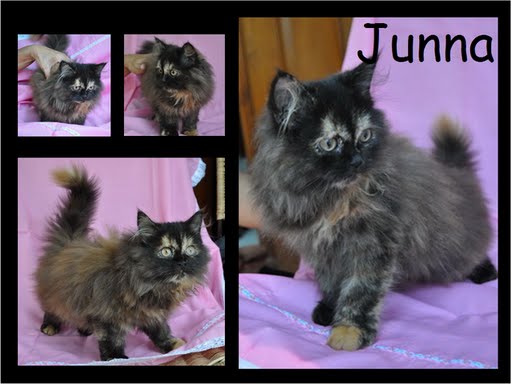 Junna Update 08-09-10