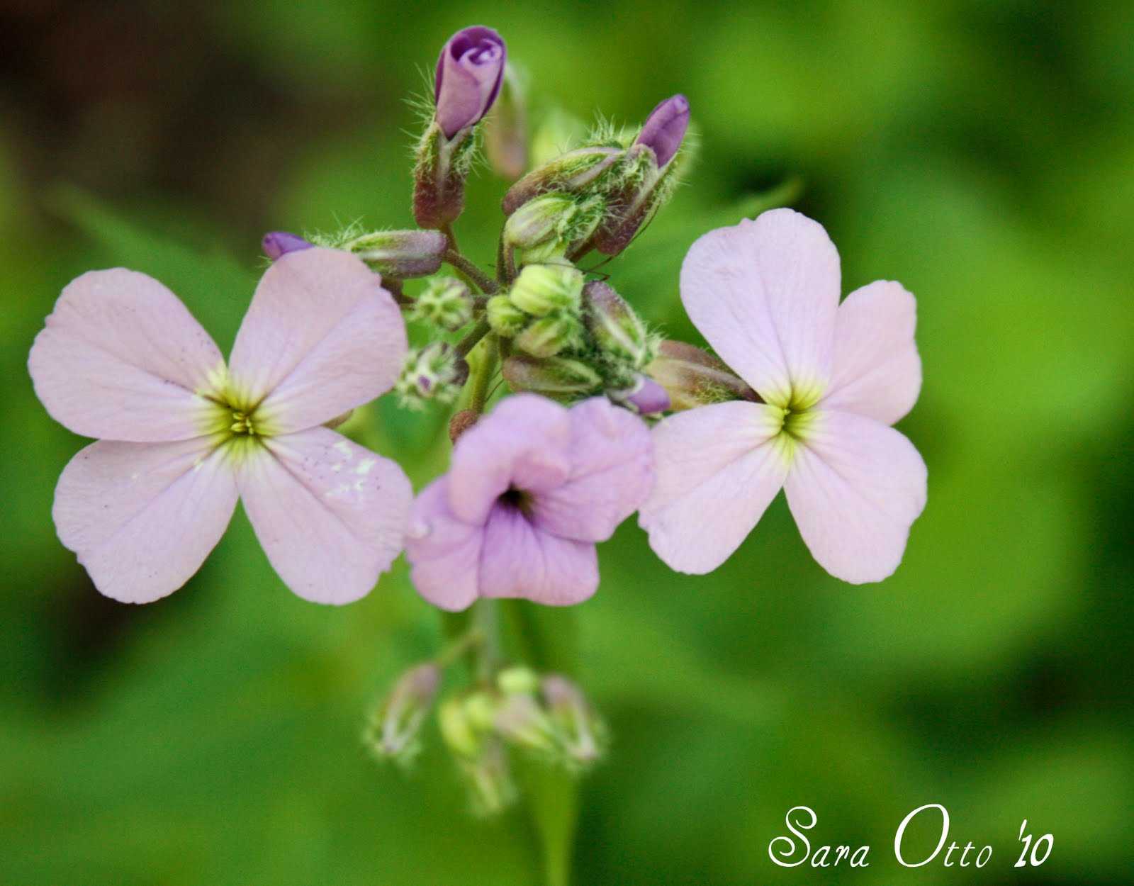 Otto Photography How do flower's get their color?
