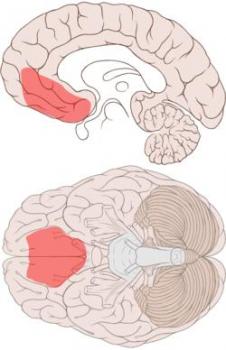 [Ventromedial_prefrontal_cortex.jpg]