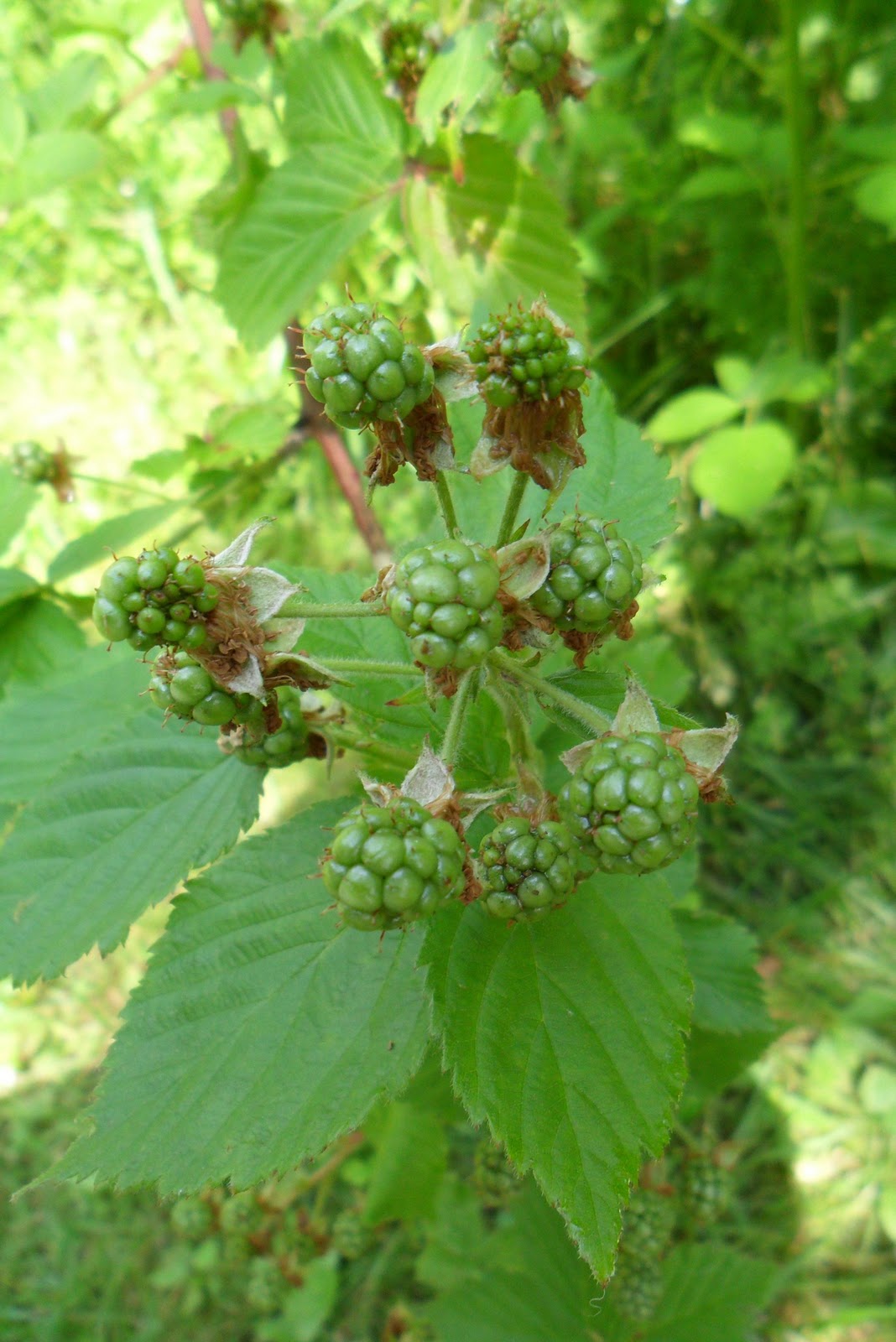 Canview+drive+in+fonthill+on