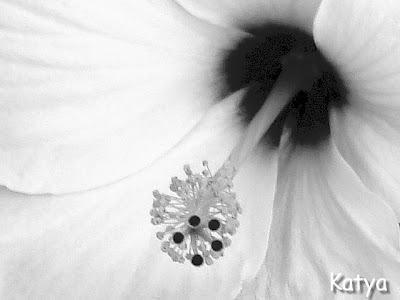 flowers pictures black and white. lack and white flowers