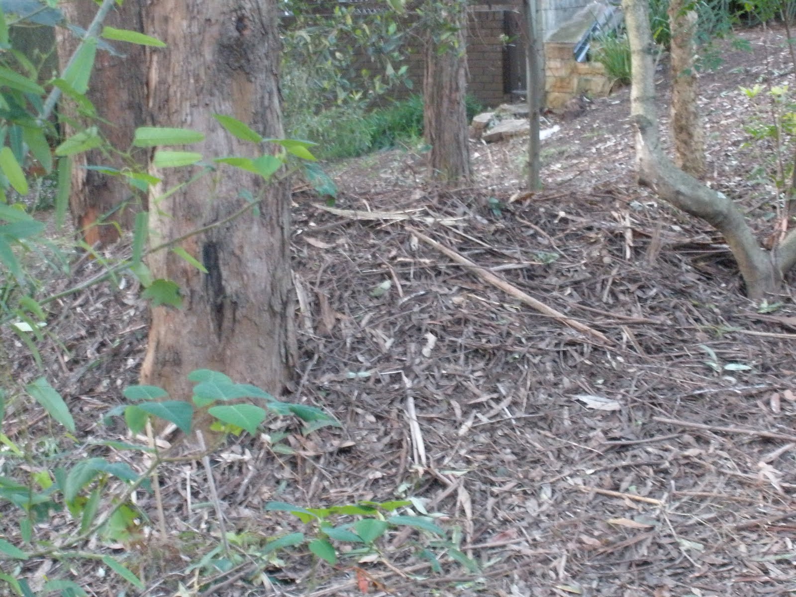Brush Turkey Mound