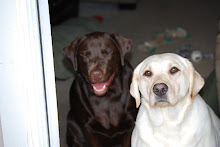 Our Labradors