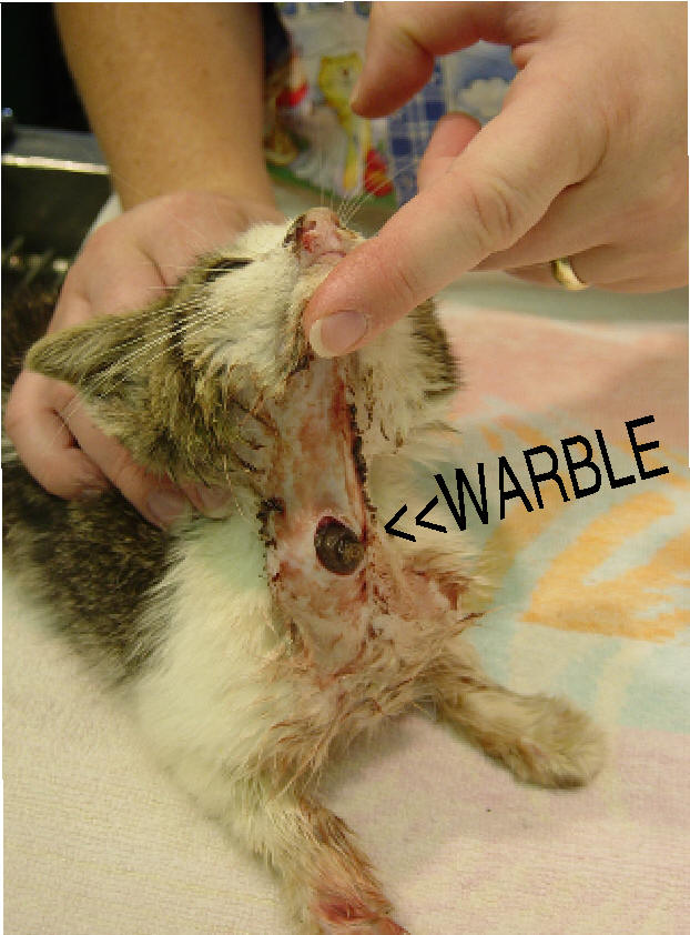 warbles in dogs cat warbles home treatment breeds picture warbles in dogs cat warbles home treatment breeds picture