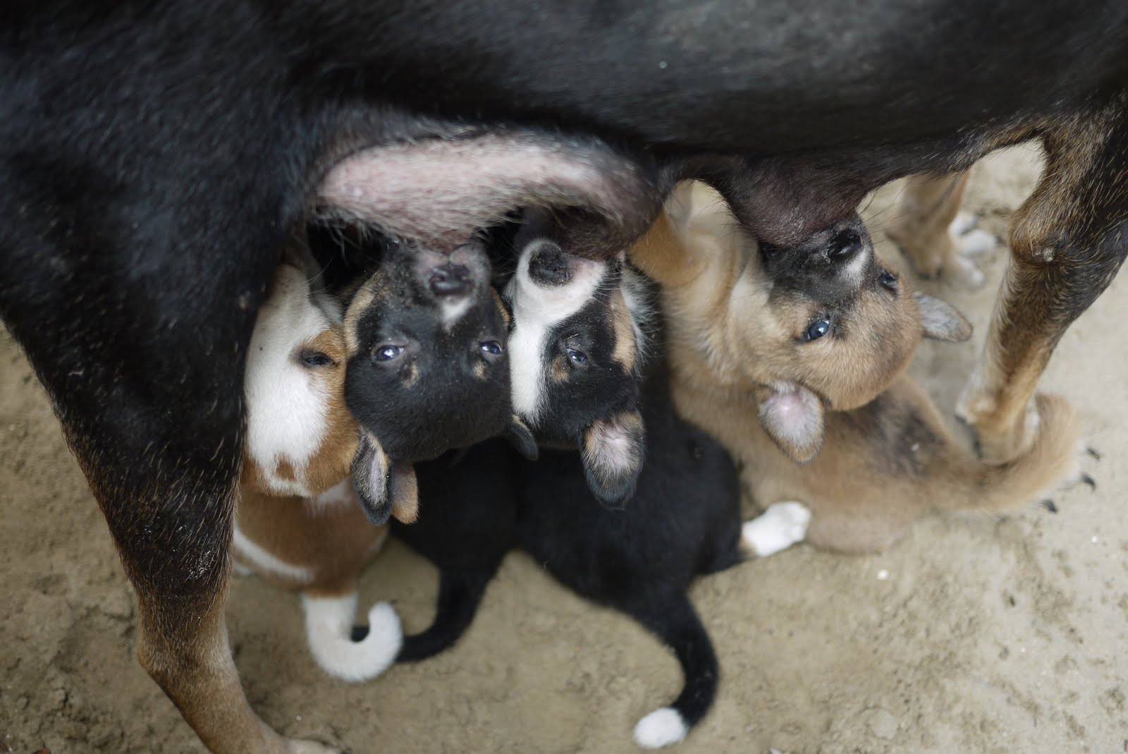 Are You A Pariah Dog Fan Winter Pups In Goa