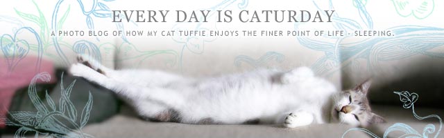 Every Day is Caturday