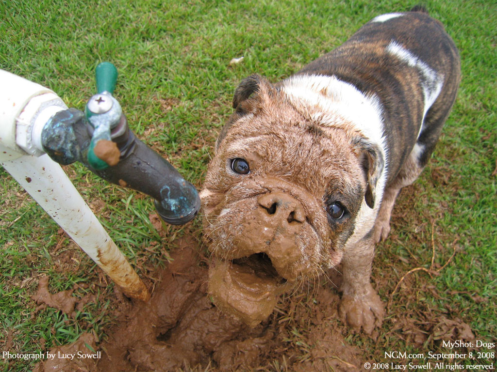 http://2.bp.blogspot.com/_dm6wlQ_7Lmw/TCT4xv2pgDI/AAAAAAAAAo0/Wv4kloXn1r0/s1600/0908wallpaperdogs-10_1024.jpg