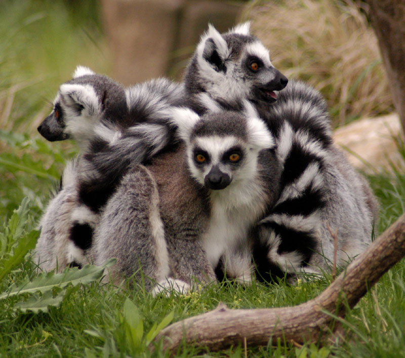 [Lemur.jpg]