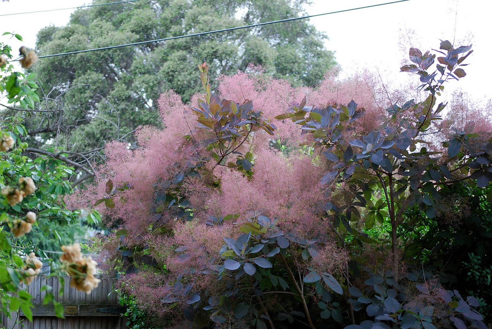 smoke bush rules the world