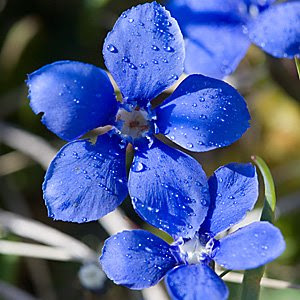 gentian herb