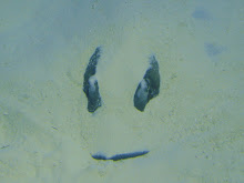 Sting ray in San Salvador