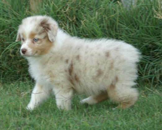 pics of australian shepherd puppies