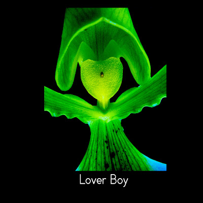 photo of the day,  Ashley Edmonds Cooke, Lover boy, Diana Topan, Photography News, photography-news.com, photo news, rorschach, rorschach test, psychology, personality test, orchid, flower