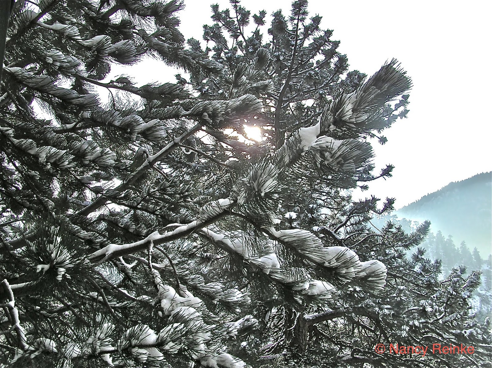 Joyful Altitude Christmas in Estes Park
