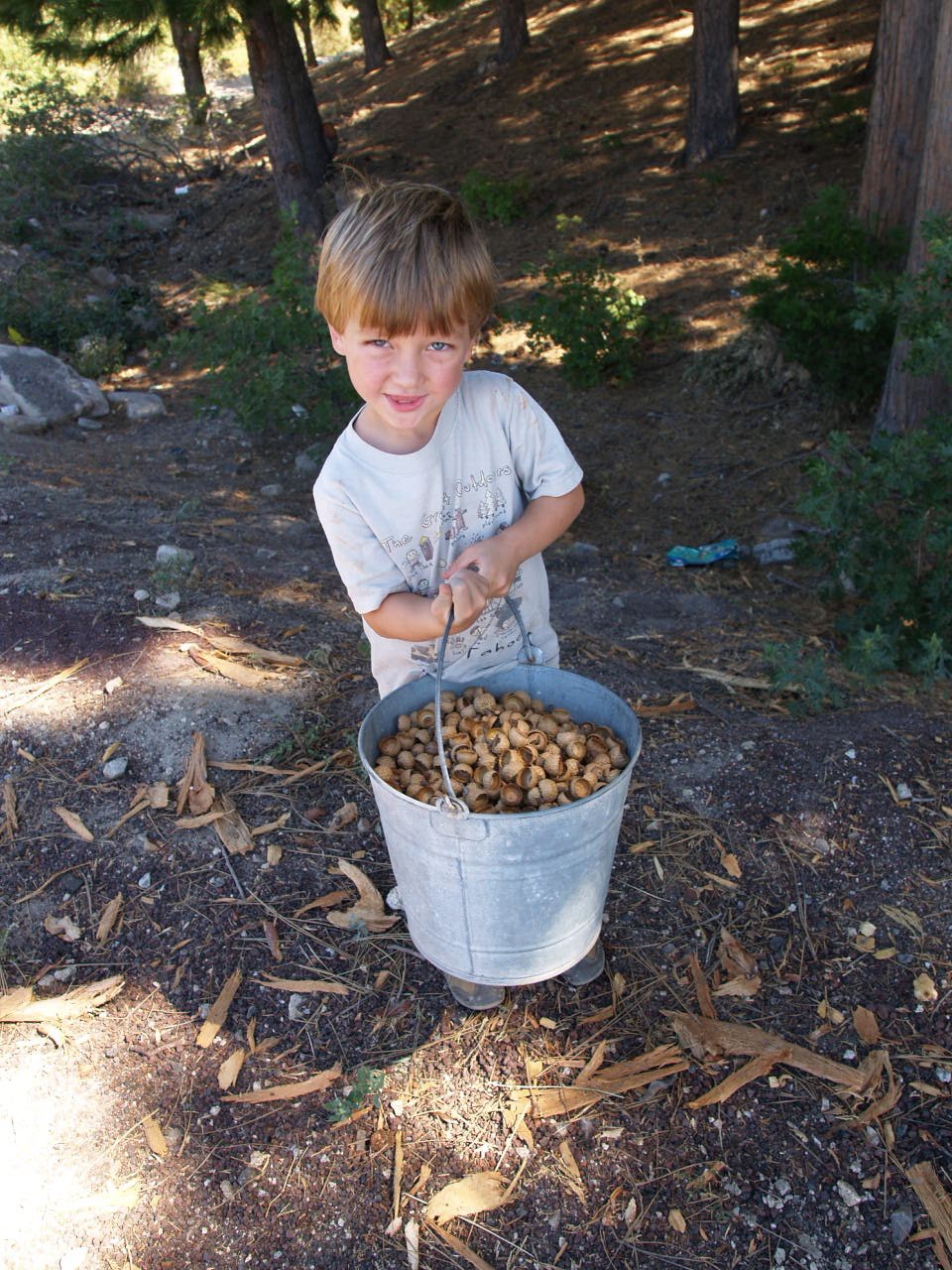Collecting Acorns. The Magic Onions
