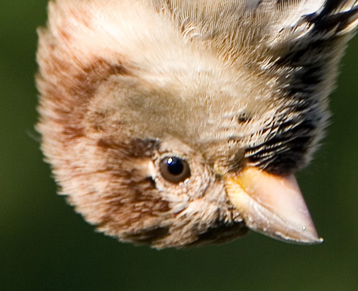 [PARDAL+0323II.+Garumtif]