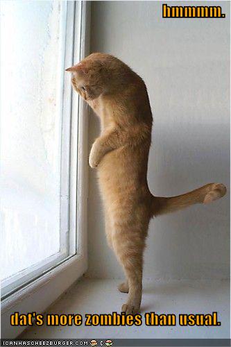 funny-pictures-cat-sees-many-zombies-from-window.jpg funny-pictures-cat-sees-many-zombies-from-window.jpg