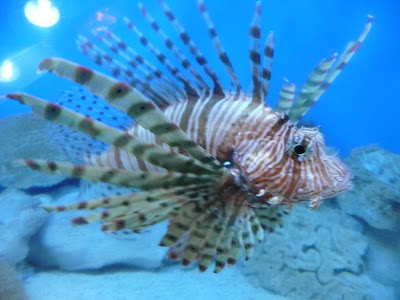 rencontre ado dans le 62