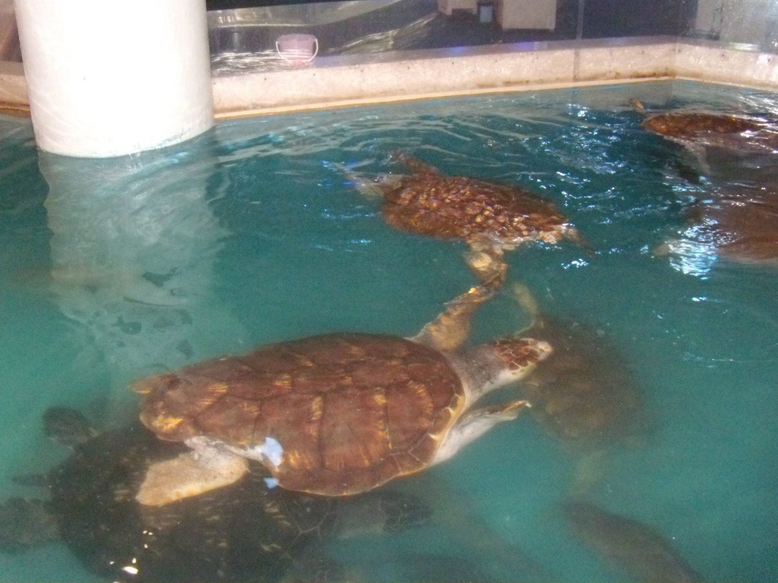 [turtles+swim.jpg]