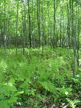 Fern In The Saplings